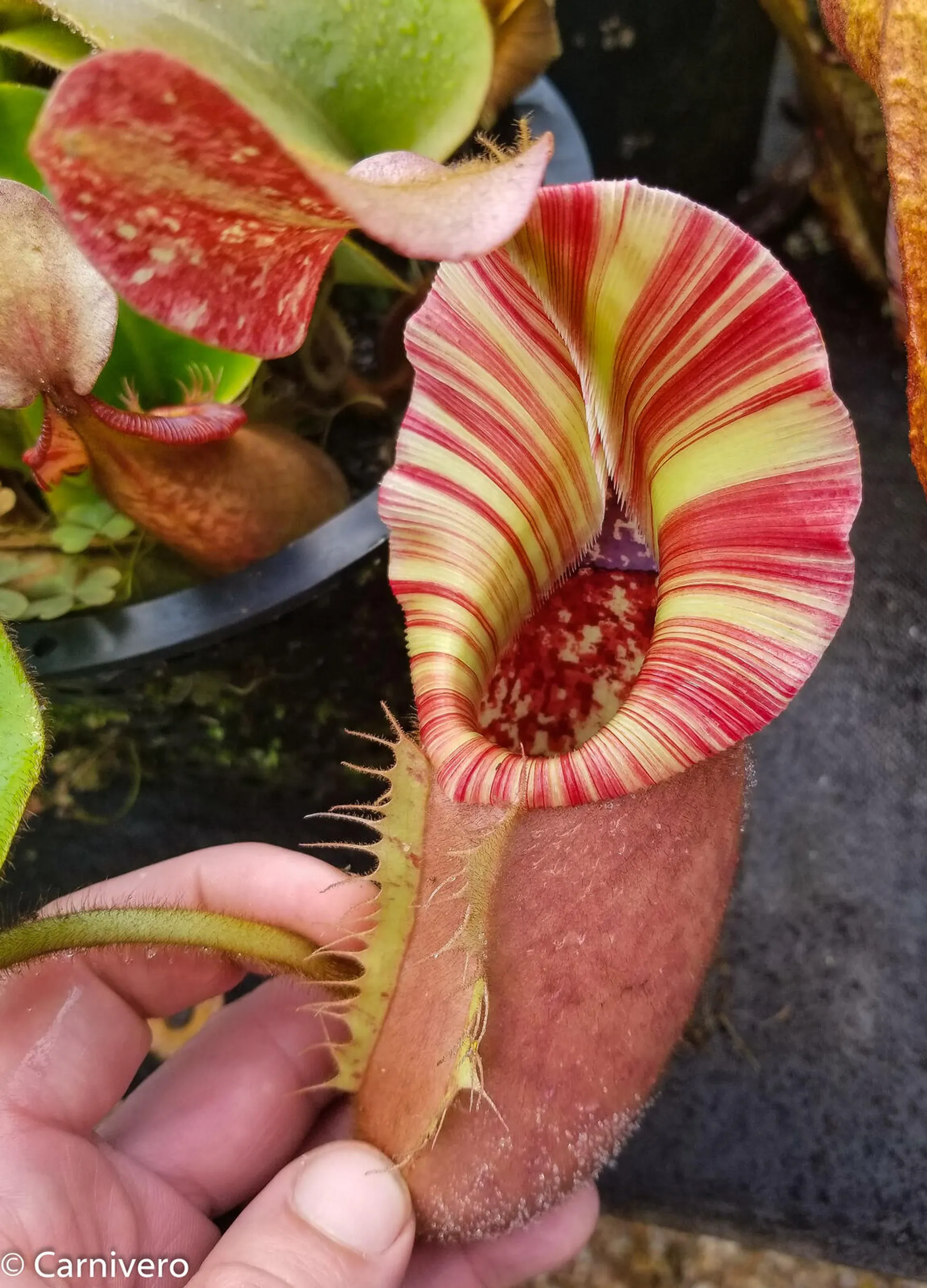 Species Showcase: Nepenthes veitchii | Tom's Carnivores